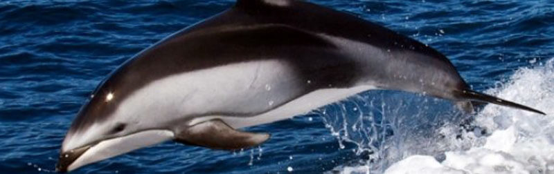 دلفین ها از جمله باهوش ترین موجودات دریایی هستند