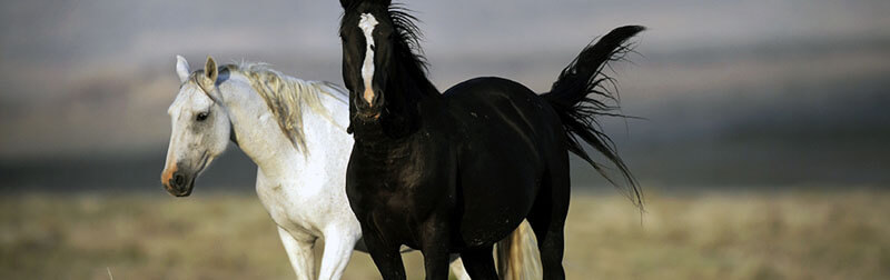 اسب به نجابت و نیز آزاد زیستن شهرت دارد